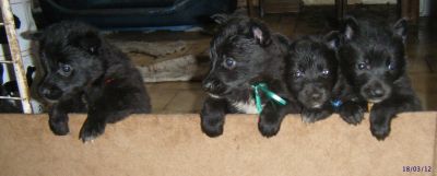 chiots bergers belges Groenendael