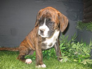 Chiots de race Boxer � vendre