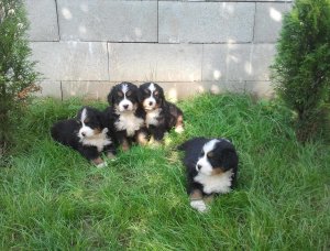 Splendides chiots Bouvier Bernois � vendre