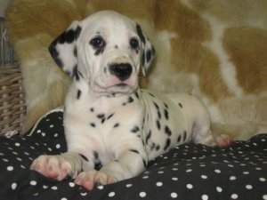 Dalmatien blanc&chocolat, blanc&noir � vendre