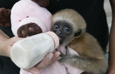 Mgnifique singe gibbons 