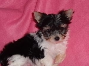 Splendides chiots Biewer Yorkshire - Reste 2 femelles!
