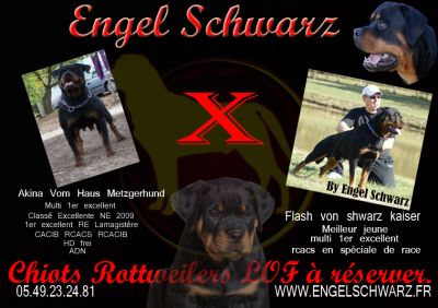 chiots rottweiler LOF