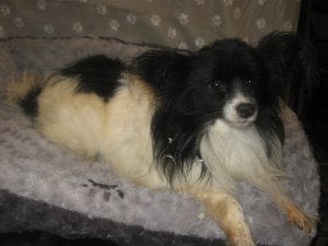 Epagneul Papillon 