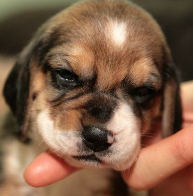 superbe Beagle Lof