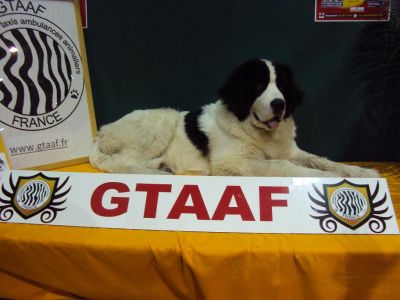FORMATIONS ANIMALIERES GTAAF
