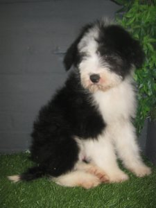 Chiot Bobtail: reste 1 m�le!