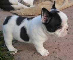 CHIOTS DE RACE BOULEDOGUE FRAN�AISE A DONNER( avec certificat de bonne sant� )