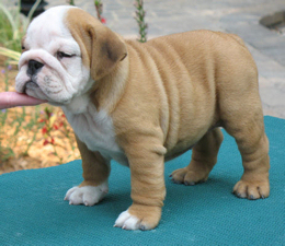 Bouledogue  anglais a  vendre
