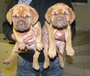 Splendides chiots Dogue de Bordeaux � vendre