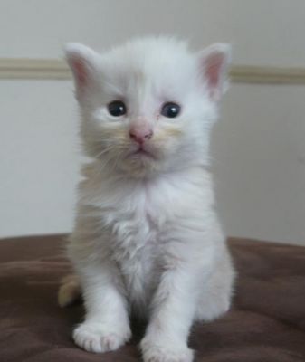 adorable maine coon