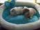 donne couple chiots chihuahua . 