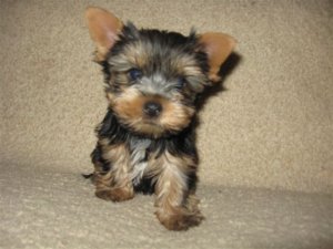 Magnifiques chiots Yorkhire TOY