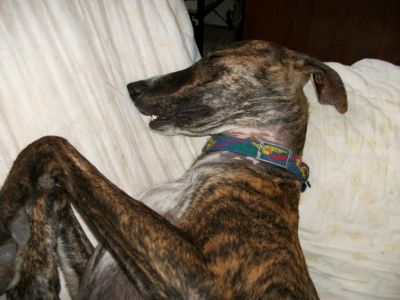 GINEBRA Galga femelle de 5 Ans en accueil Dpt 33