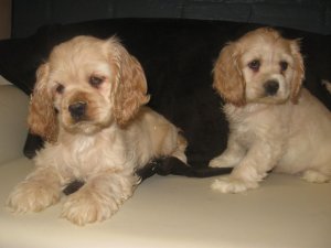 Adorables chiots Cocker Am�ricain � vendre