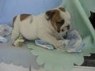 Bouledogue  anglais a  vendre