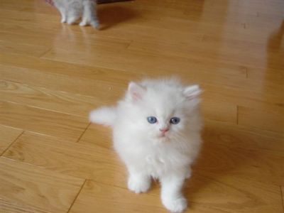 Magnifiques chatons persan a donner