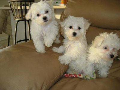 Bebes bichon Maltese Poil Court disponible de suite