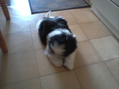 shih tzu lof
