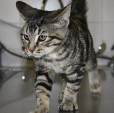 refuge chat verdun donne chats