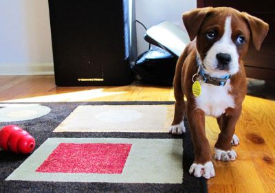 chiot boxer