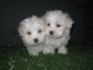 Adotables chiots Bichon Maltais