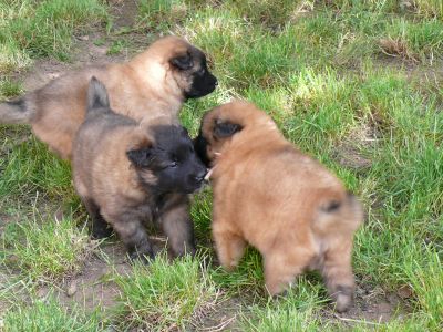 Chiots Berger Belge Tervueren