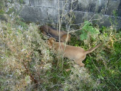 chiots bassets fauve de Bretagne