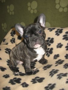 Chiots de race Bouledogue fran�ais � vendre