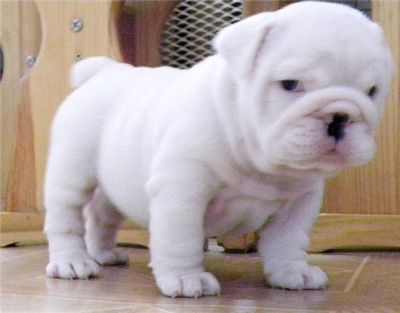 Don Chiots type bulldog anglais non lof