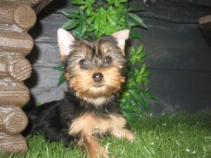 Adorables chiots Yorkshire Terrier