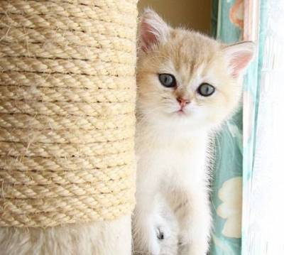 B�b� british shorthair pour adoption