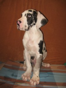 Magnifiques chiots Dogue Allemand