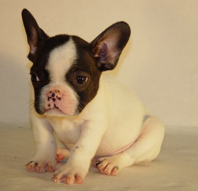 femelle chiot bouledogue fran�ais LOF