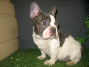 Bouledogue Fran�ais blanc&bleu - reste 1 m�le