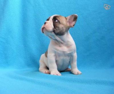 3 Chiots bouledogue fran�ais lof 