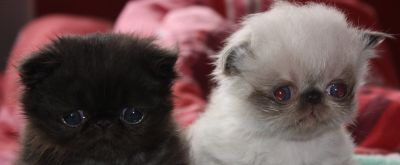 Chatons type persan 