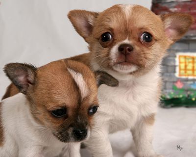 don de mes chiots chihuahua