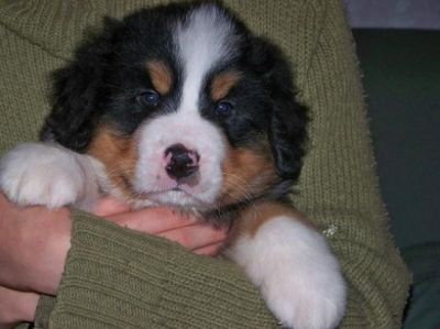Chiot m�le bouvier bernois lof