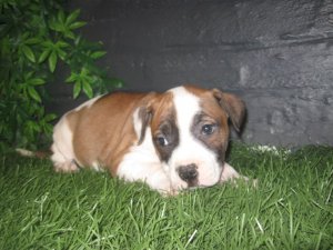 Chiots American Staffordshire Terrier � vendre