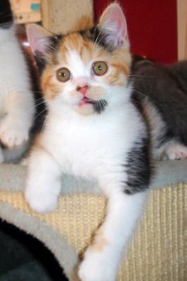 chaton british shorthair tricolore