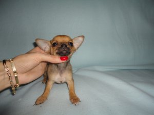 Adorables chiots Chihuahua - poil court - poil long