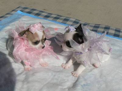 mini chiots chihuahua a donner pour adoption