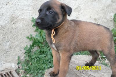 Berger Belge Malinois LOF