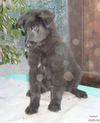 Chiots bergers belges Groenendael