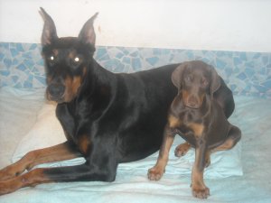 Chiots Dobermann - reste 1 m�le et 1 femelle chocolat!