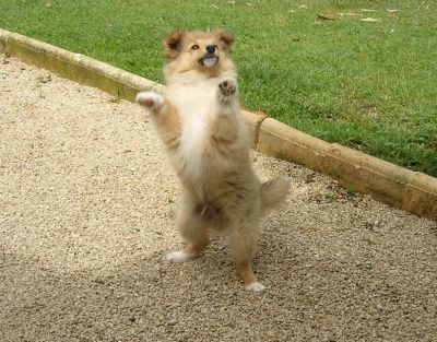 De vrais Lassie miniature !!