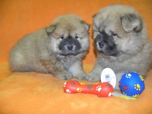 Splendides chiots Chow Chow  � vendre