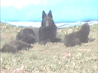 BERGER BELGE GROENENDAEL  ELEVAGE  FAMILIALE
