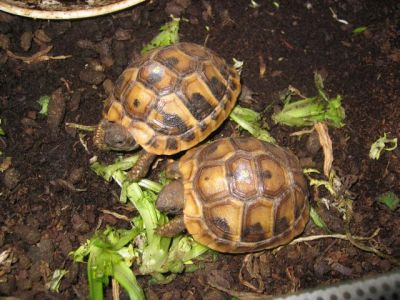 Jeunes tortues terrestres males et femelles